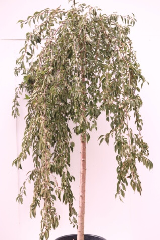 prunus pendula snofozam