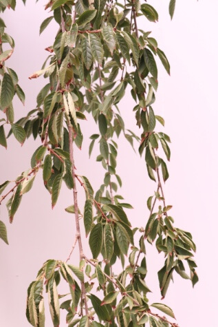 prunus pendula snofozam for sale