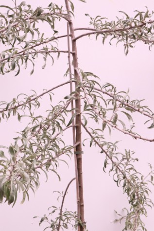 pyrus salicfolia