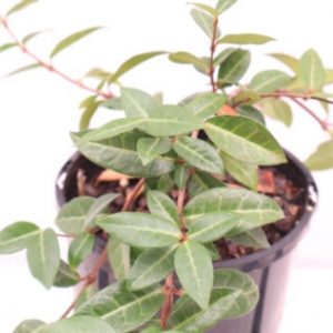 Trachelospermum Asiaticum