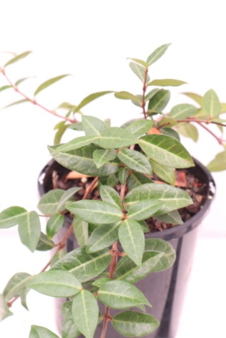 Trachelospermum Asiaticum