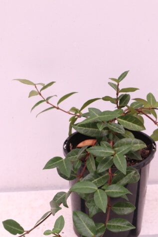 trachelospermum asiaticum plant