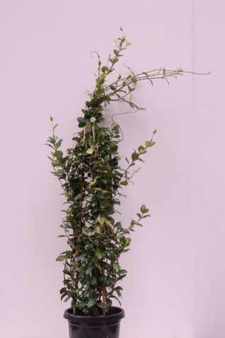 trachelospermum jasminoides australia