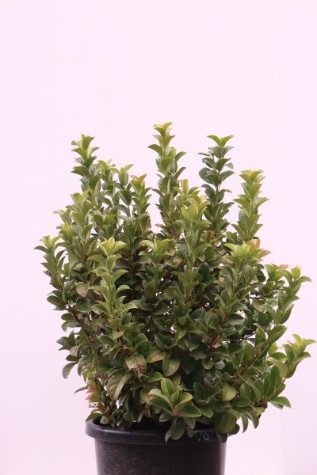 viburnum odoratissimum 'awabuki'