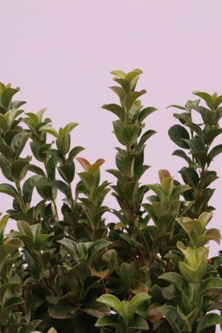 Viburnum odoratissium plant