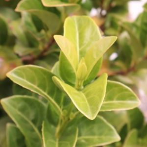 viburnum odoratissium