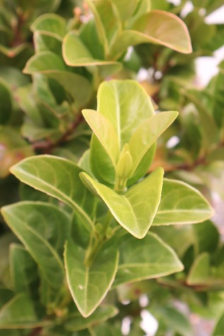 viburnum odoratissium