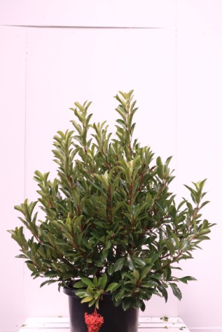 awabuki viburnum odoratissium