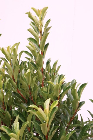 viburnum odoratissium 'awabuki' australia