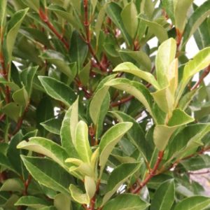 viburnum odoratissium 'awabuki' online