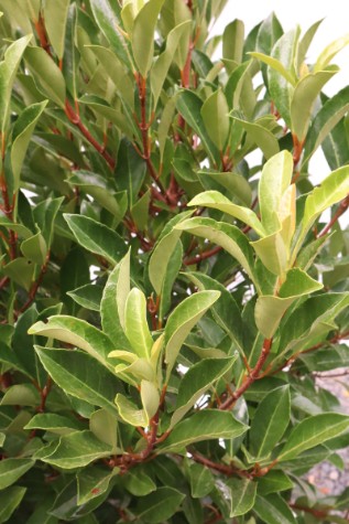 viburnum odoratissium 'awabuki' online