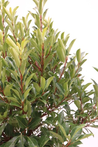 viburnum odoratissium awabuki melbourne