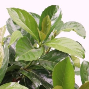 viburnum odoratissium 'emerald luster' plant