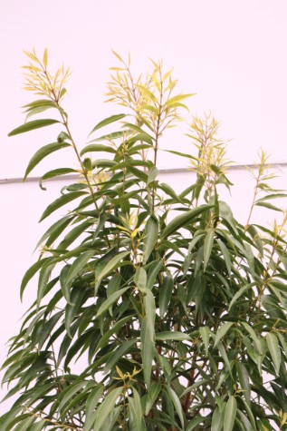 waterhousia floribunda tree