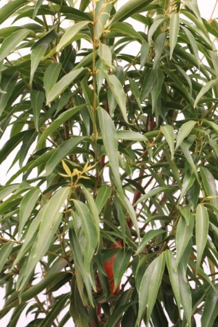Waterhousea floribunda plant