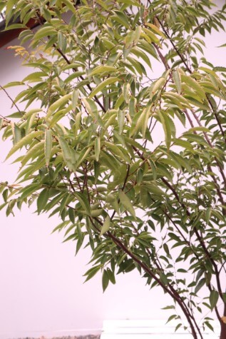 zelcova serrata green vase tree