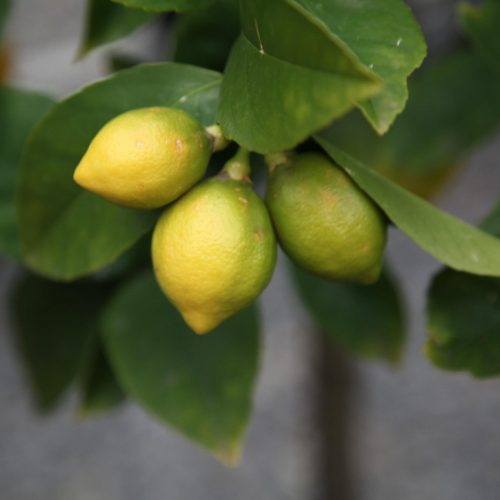 Fruit Trees Melbourne The Tree Shop