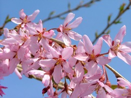 prunus pinkasham