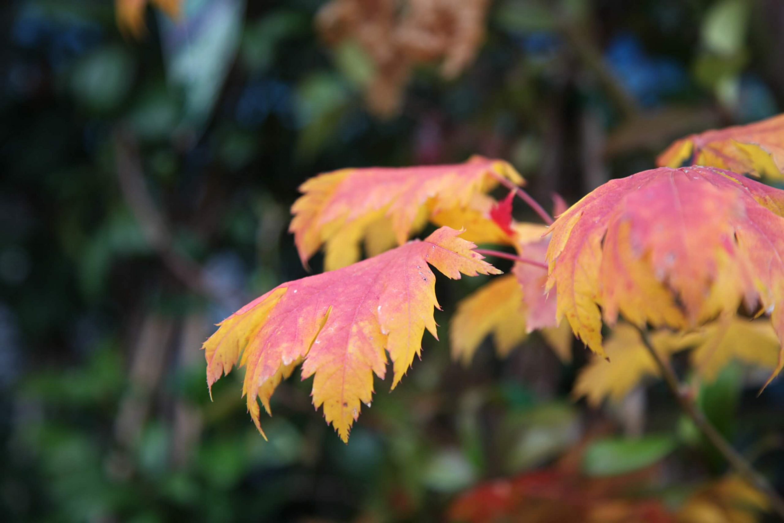 Acer Vitifolium