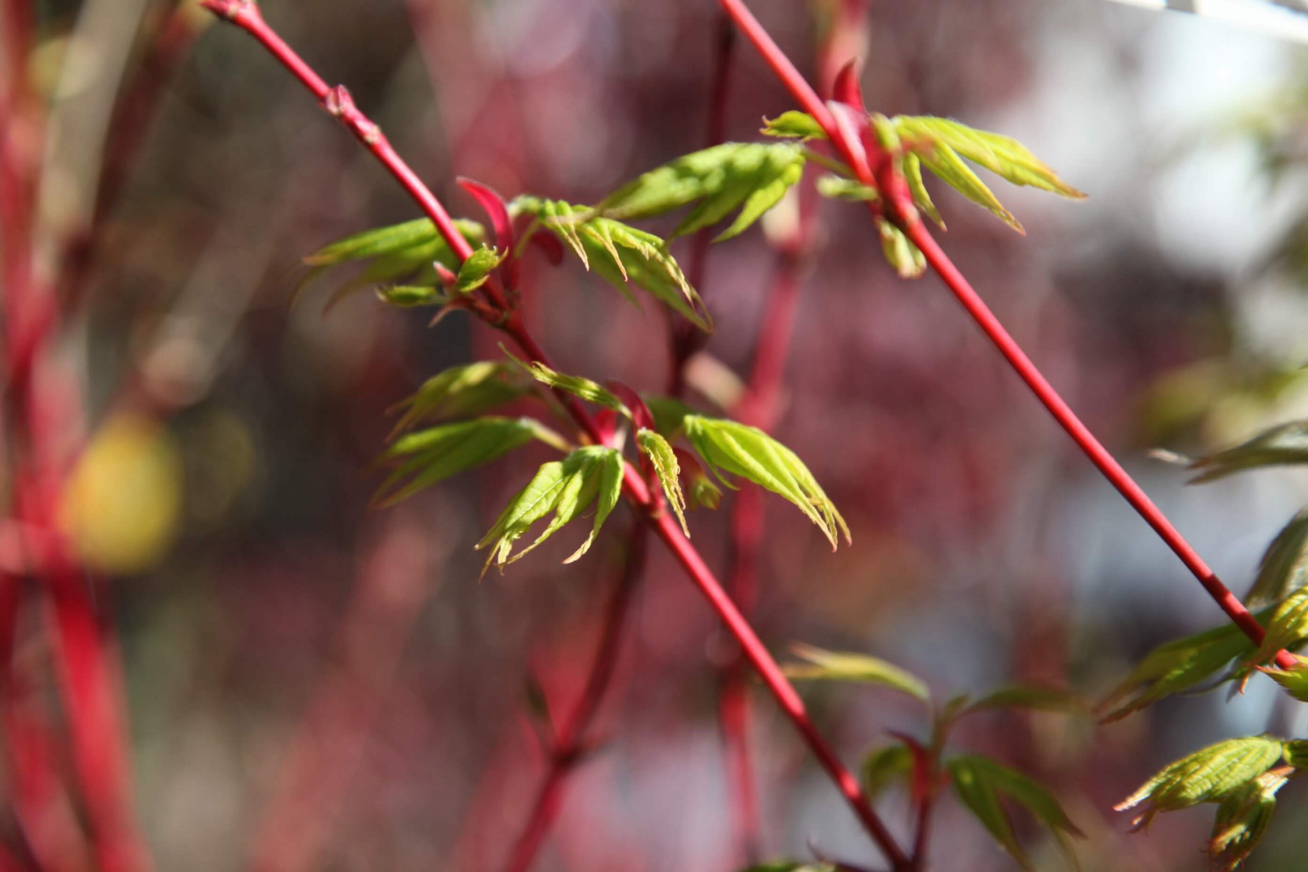 Acer palmatum senkaki