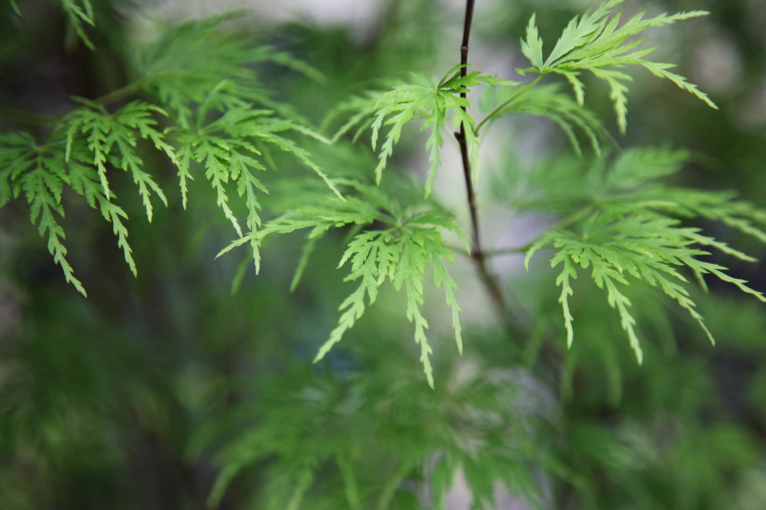 acer palmatum dissectum viridis tree
