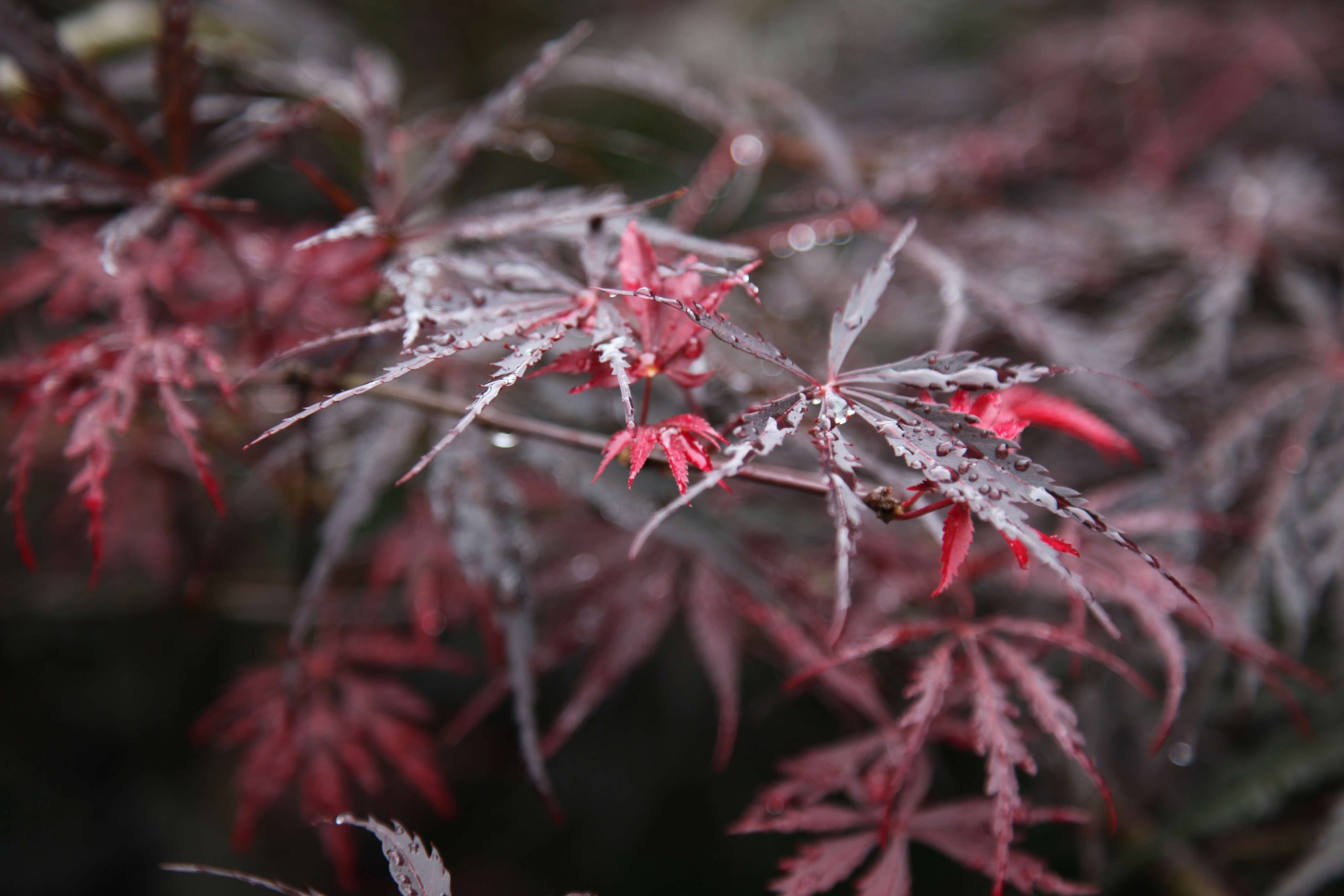 Acer palmatum atropurpureum