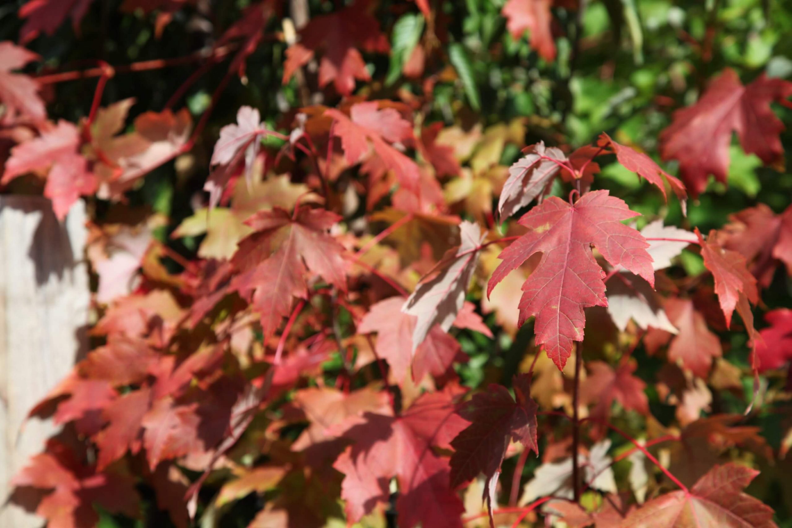 Acer Autumn Blaze