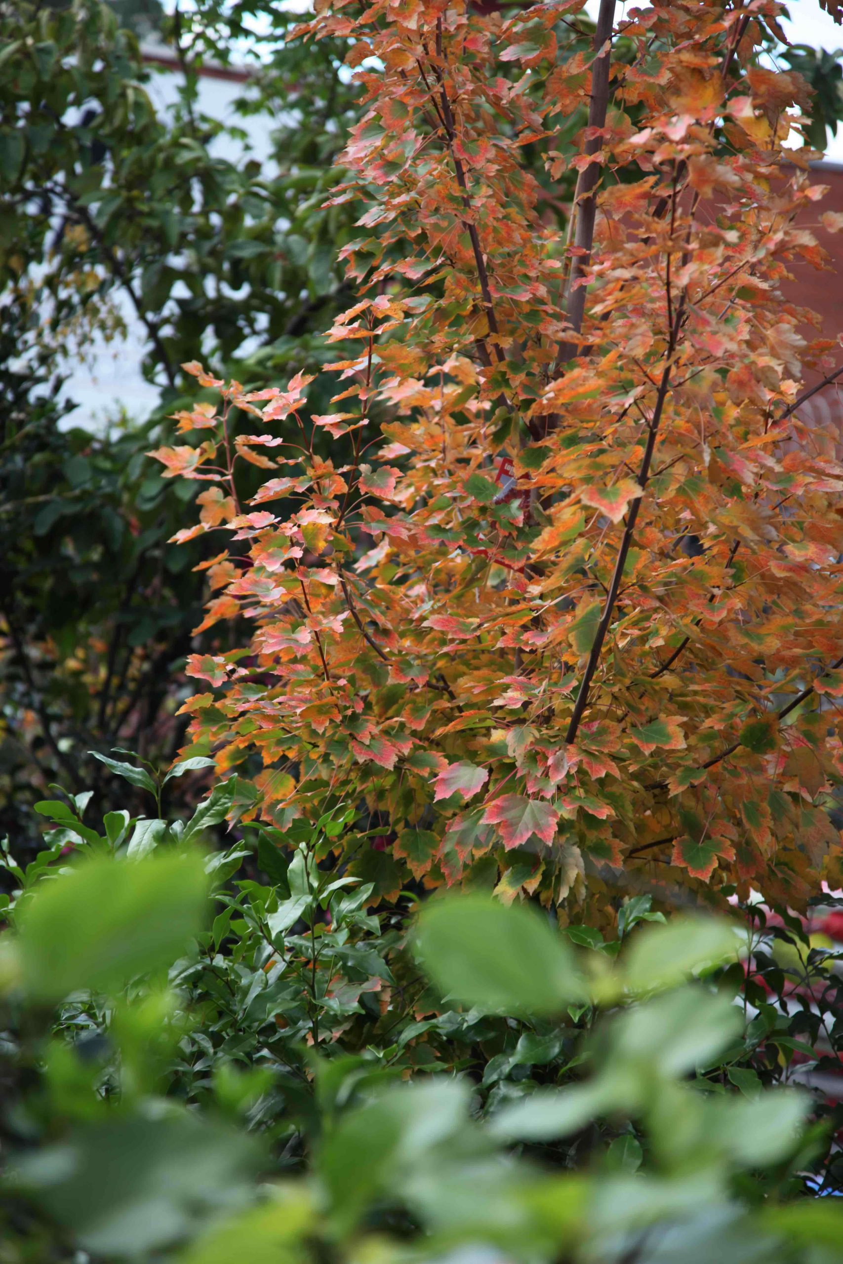 Acer rubrum October Glory