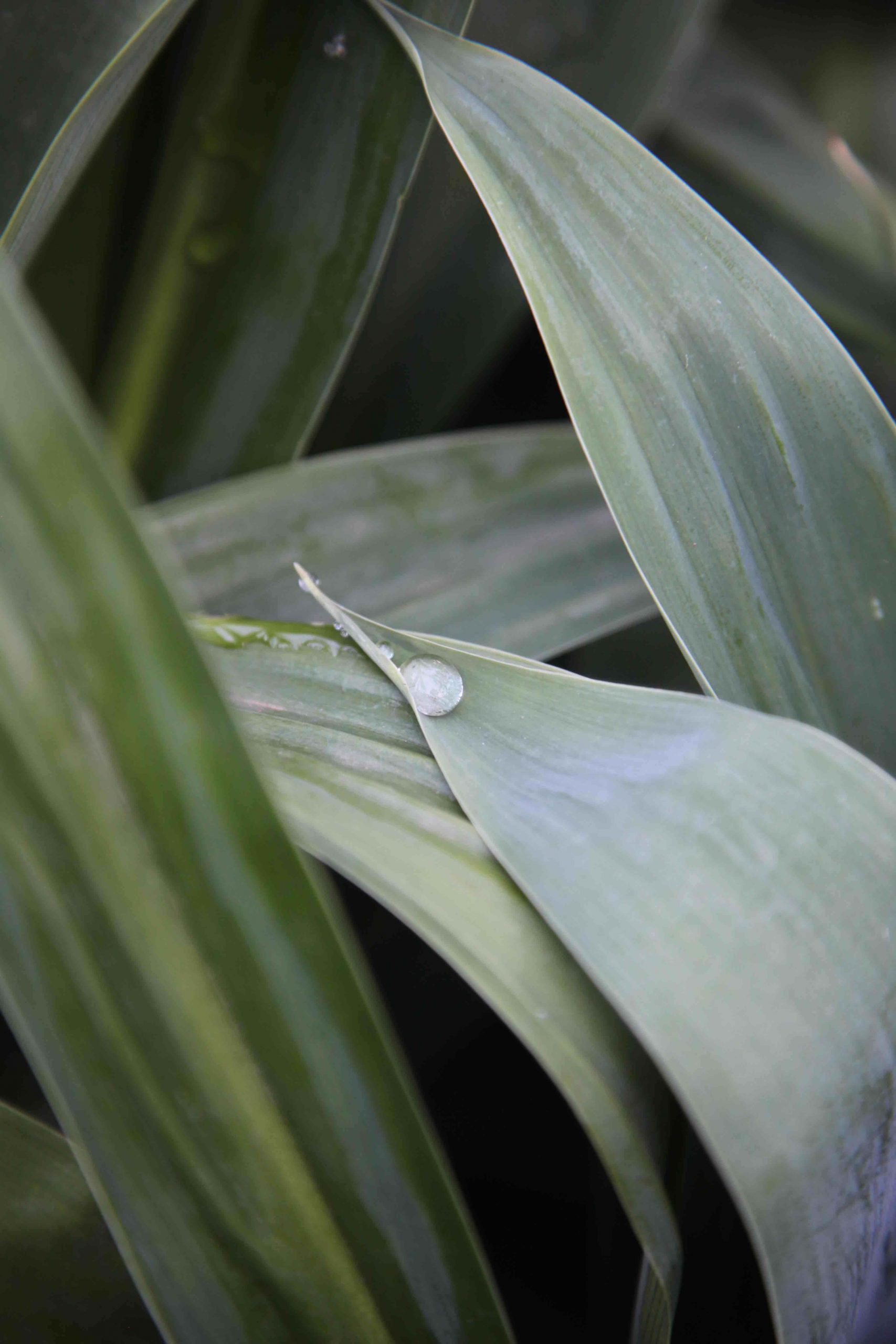 Athropodium matapouri bay