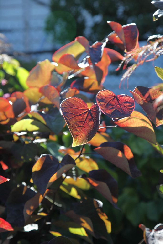 Cercis Forest Pansy for Sale Nursery Melbourne