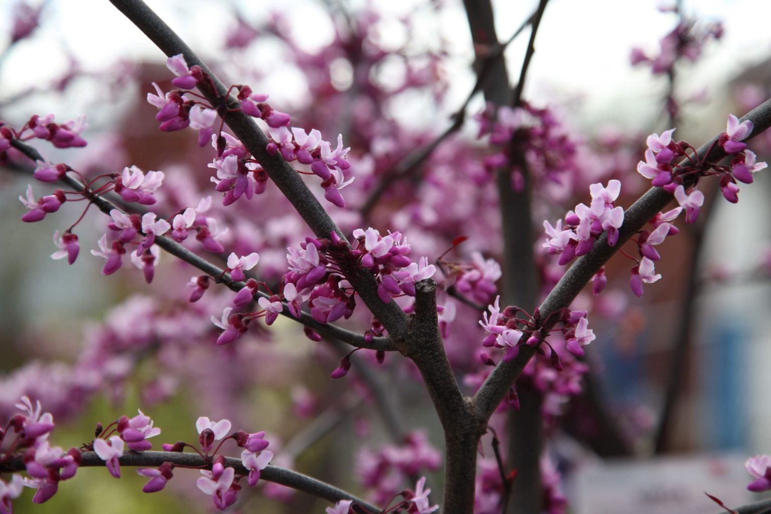 Cercis Forest Pansy for Sale Nursery Melbourne
