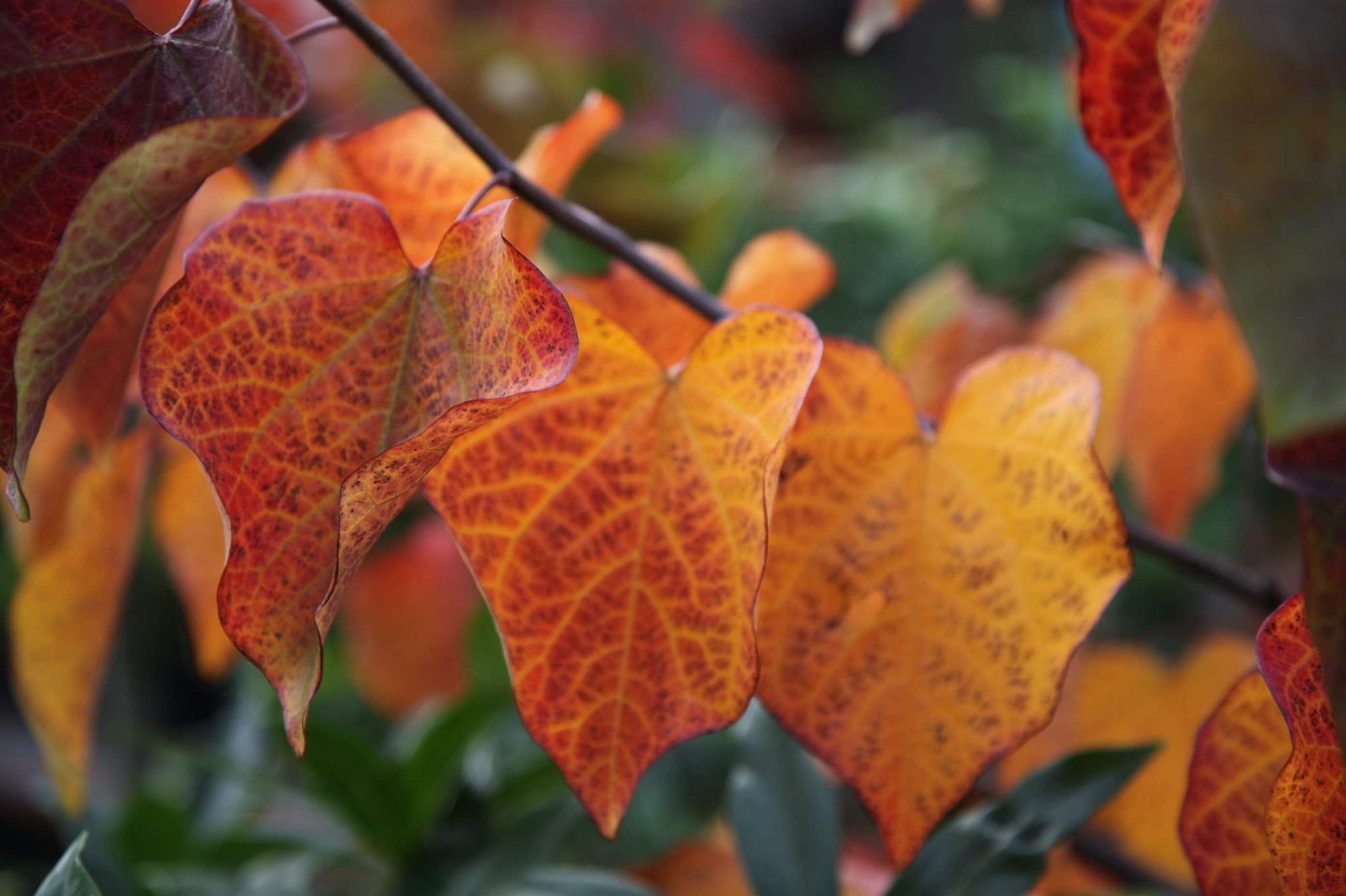 Cercis Forest Pansy for Sale Nursery Melbourne