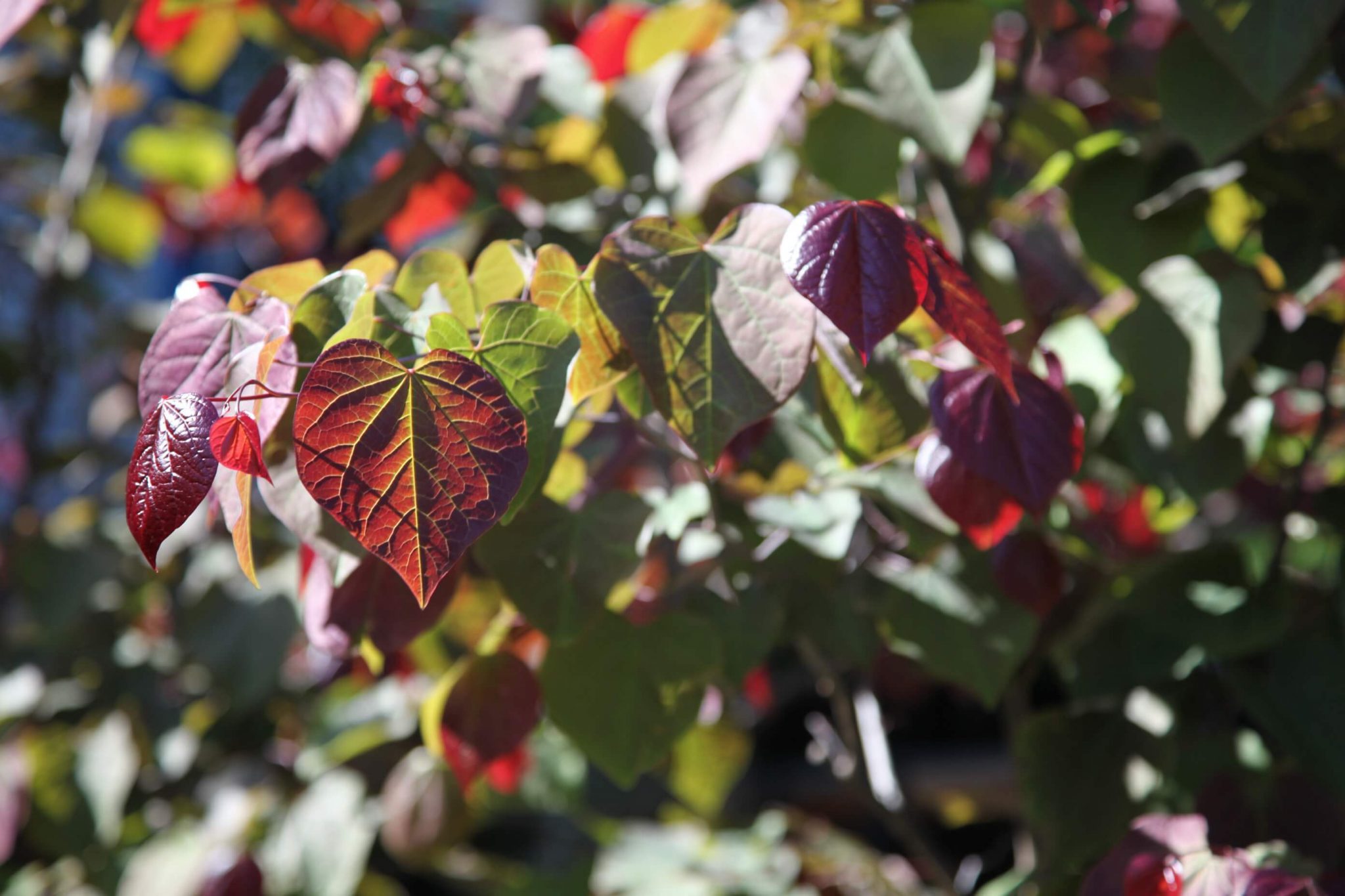Cercis Forest Pansy for Sale Nursery Melbourne