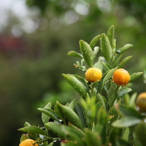 Fruit Trees Melbourne The Tree Shop