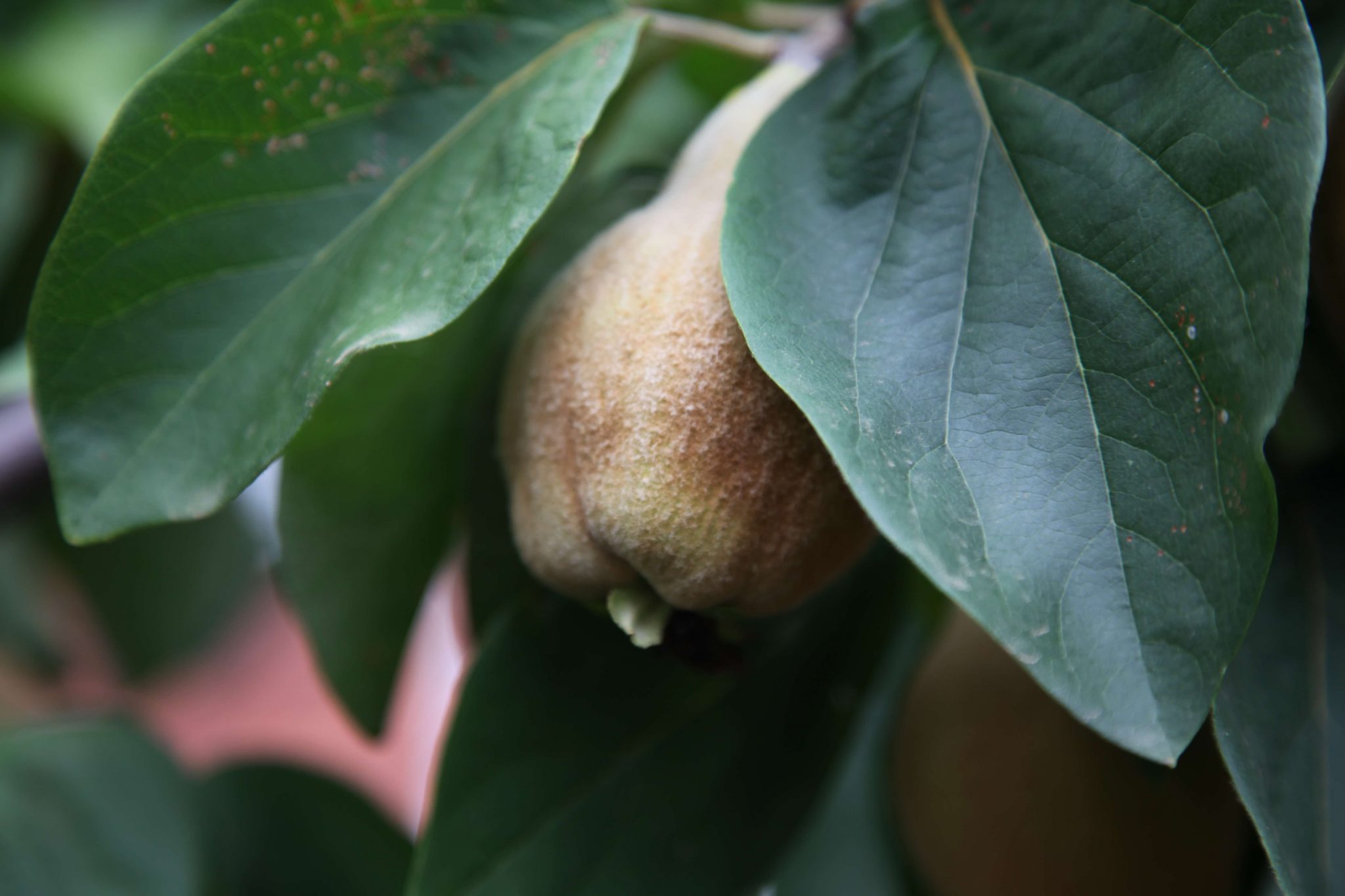 'Smyrna' Qunice The Tree Shop Nursery Melbourne