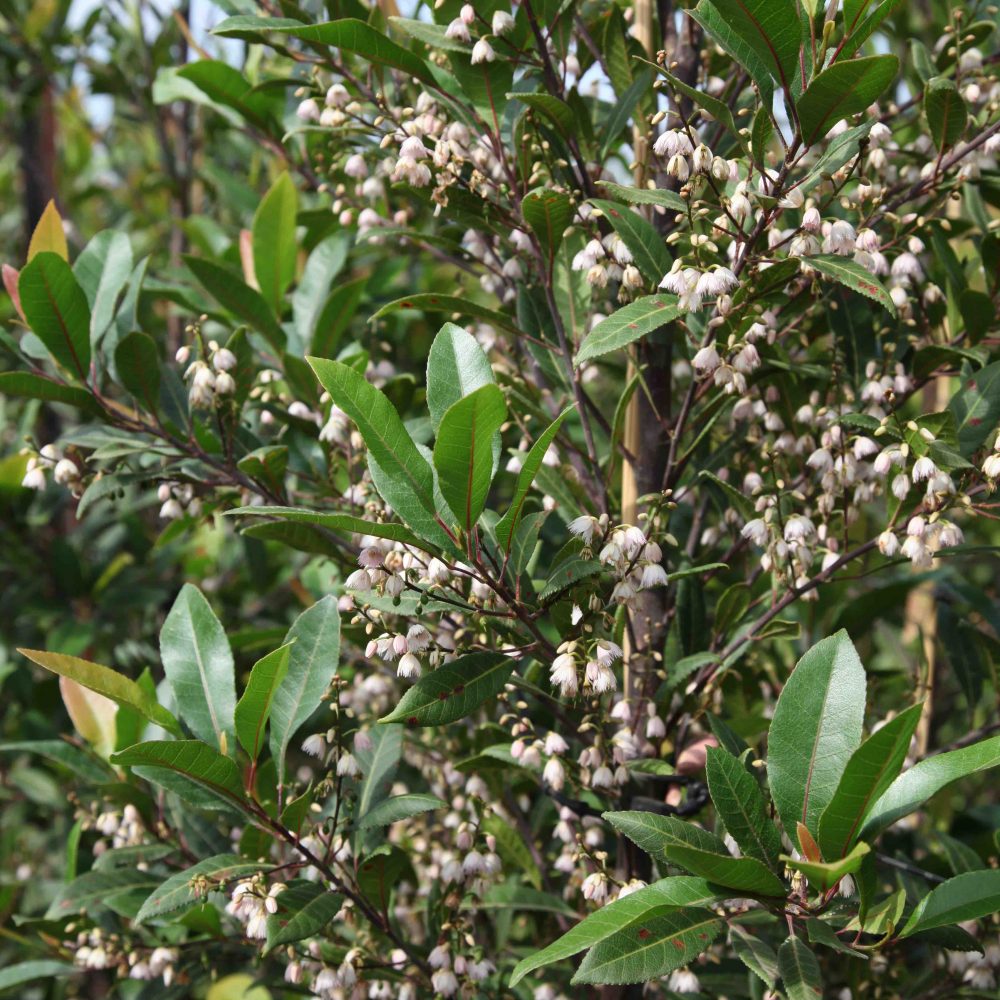 Prima Tree Flowering Trees Archives - The Tree Shop