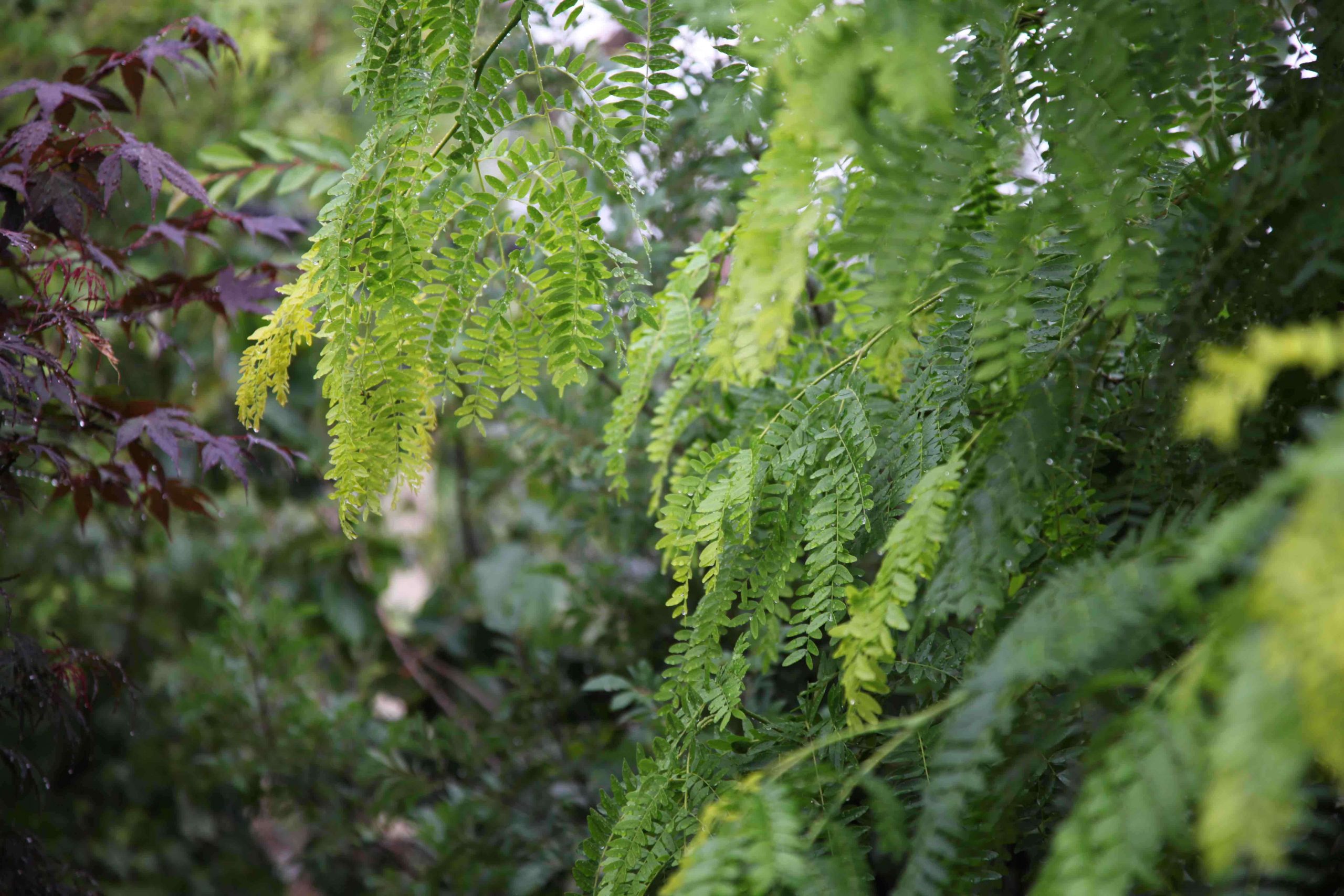 Gleditsia 'Sunburst'