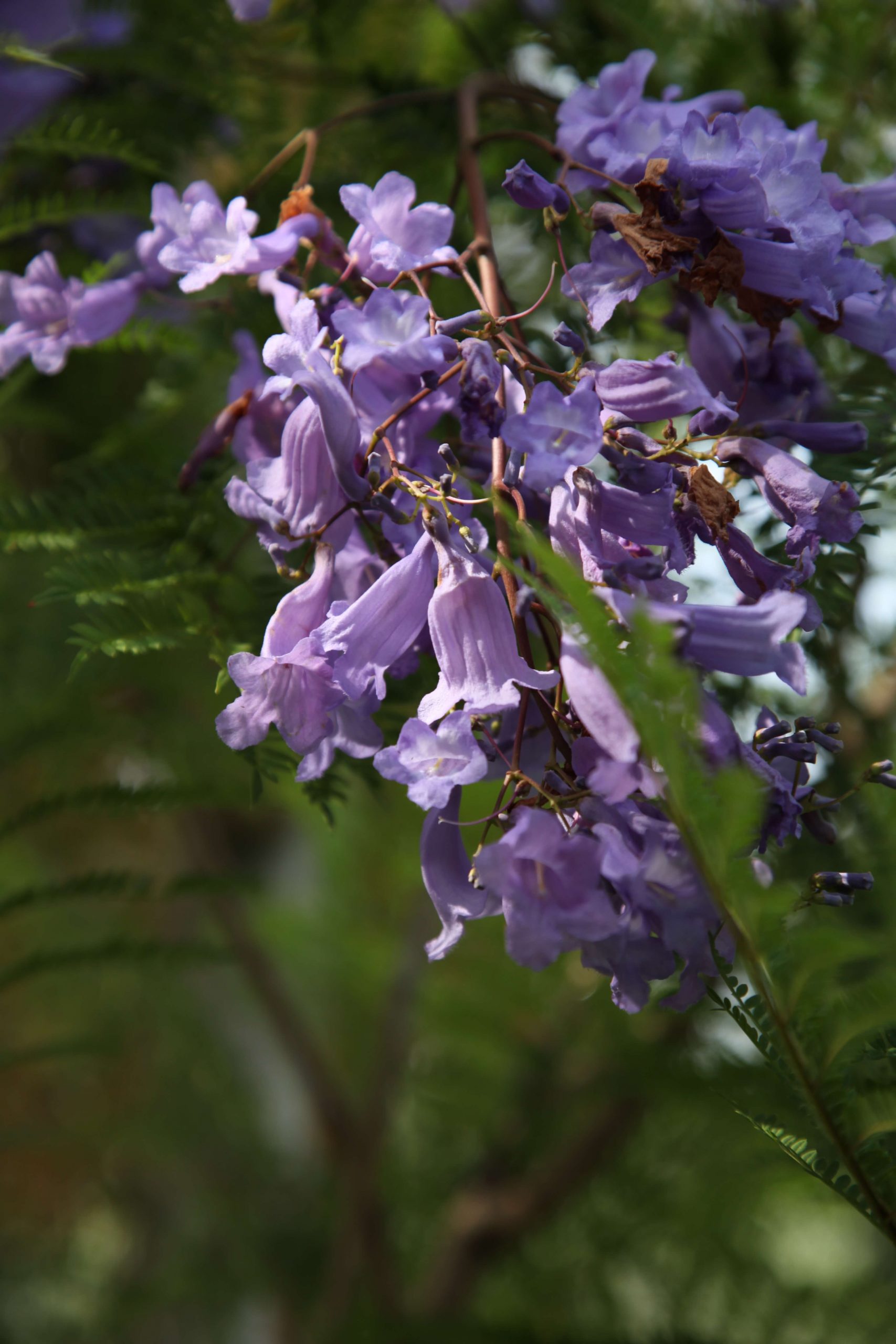 jacaranda mimisifolia