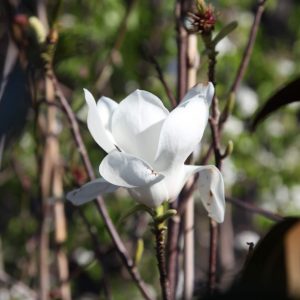 Magnolia-denudata