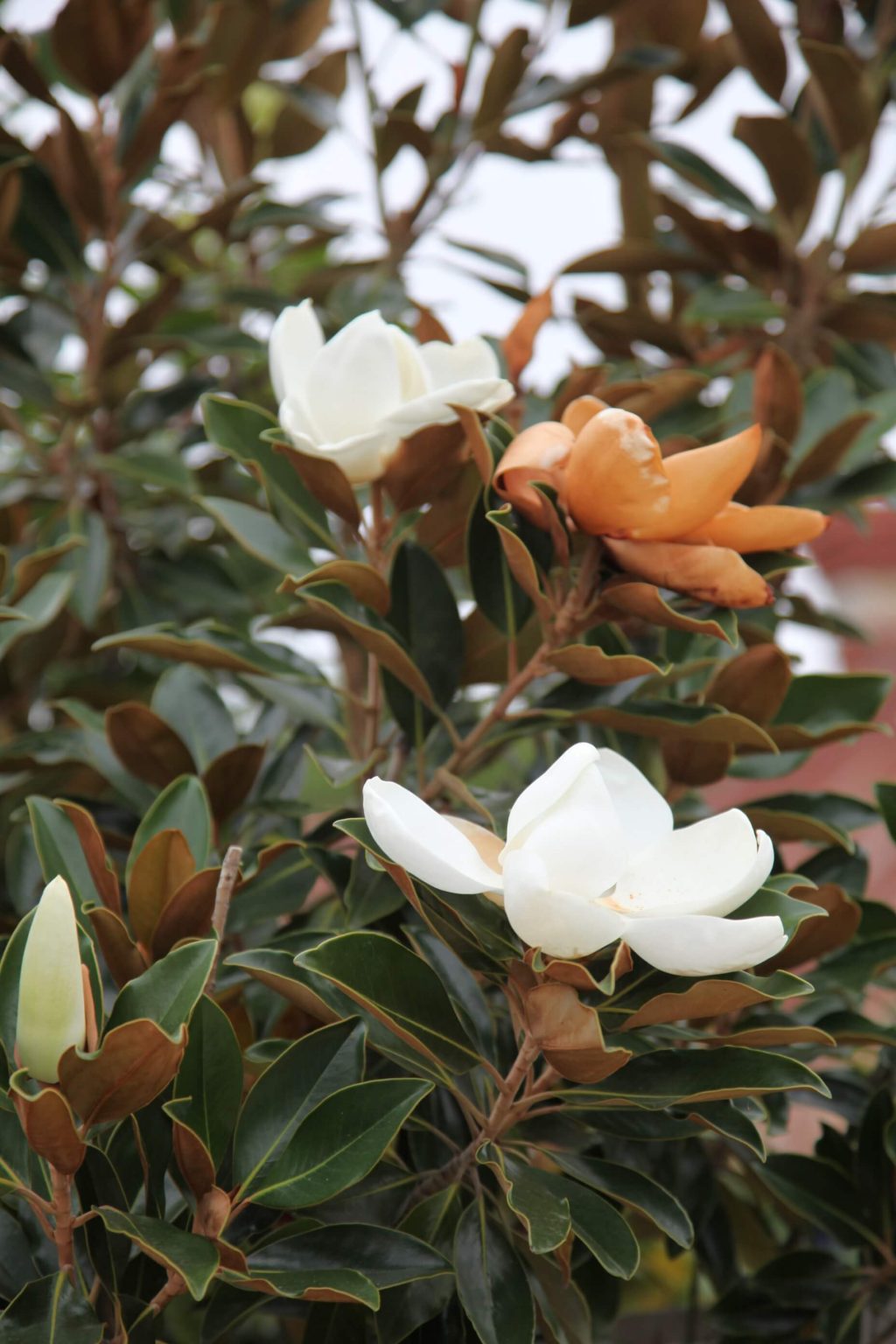 Magnolia Little Gem - The Tree Shop Nursery Melbourne