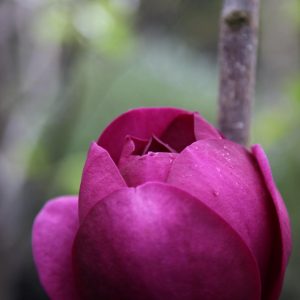 magnolia black tulip