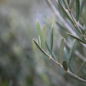 Olive-europaea-Tolleys-Upright