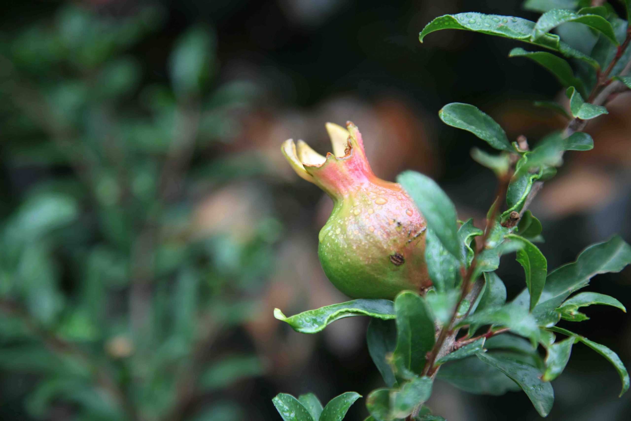 Punica-granatum-Mollar-de-Elche