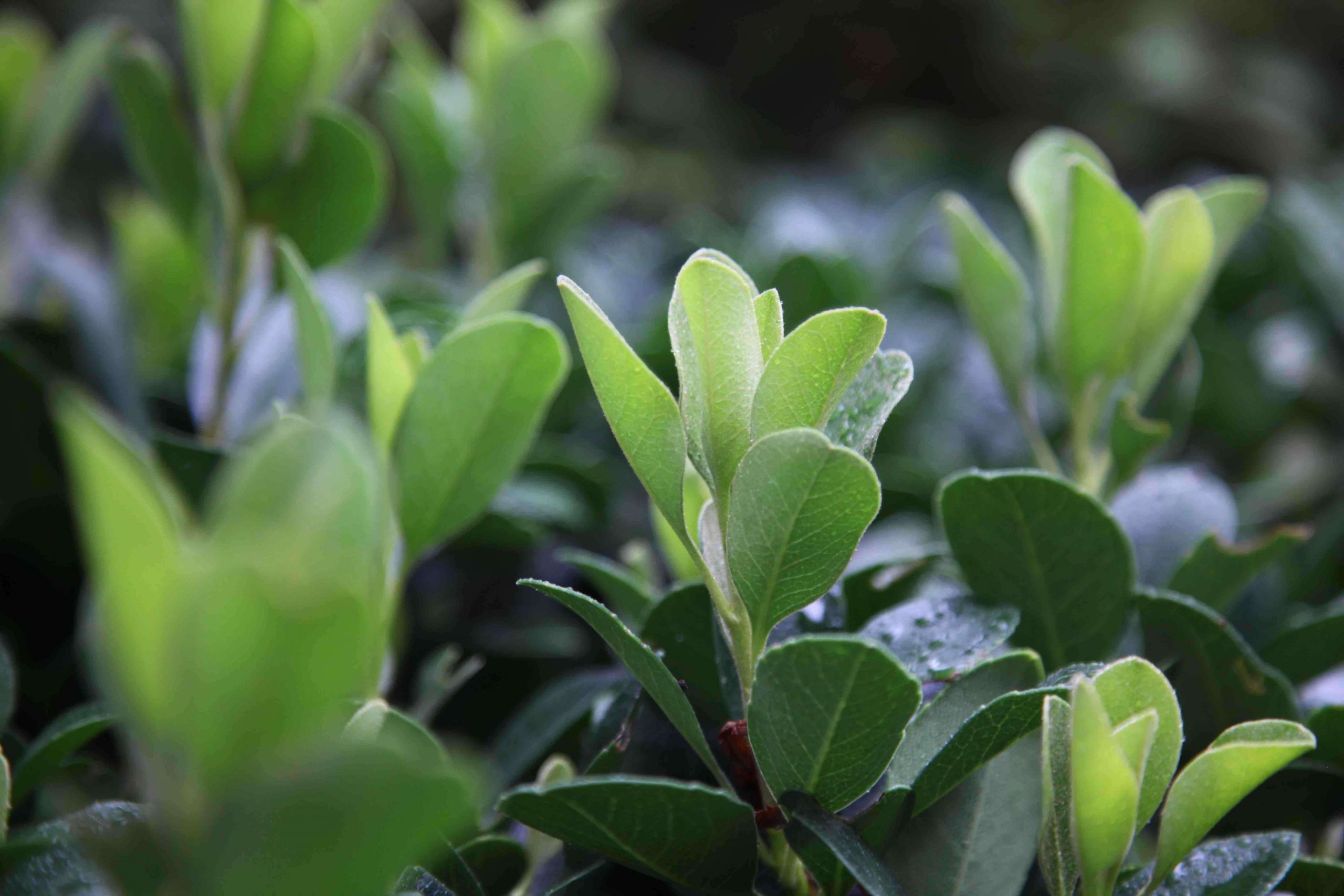 Rhaphiolepsis 'oriental Pearl'