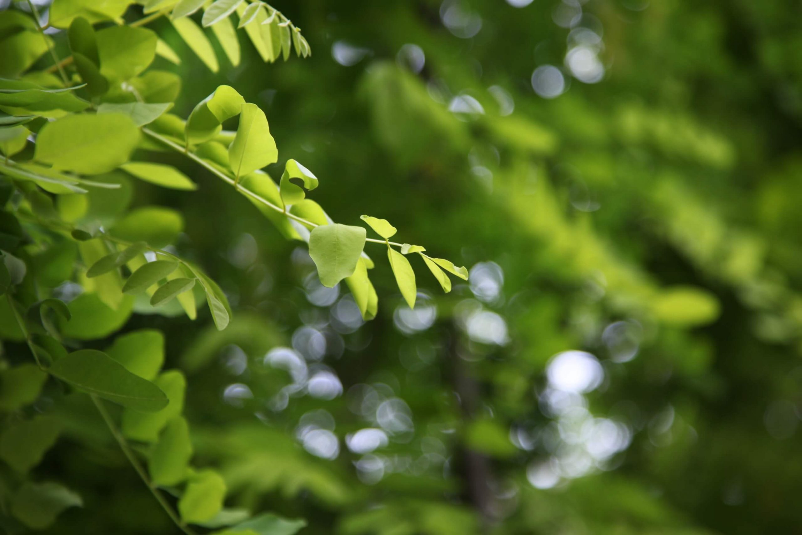 Robinia Frisia