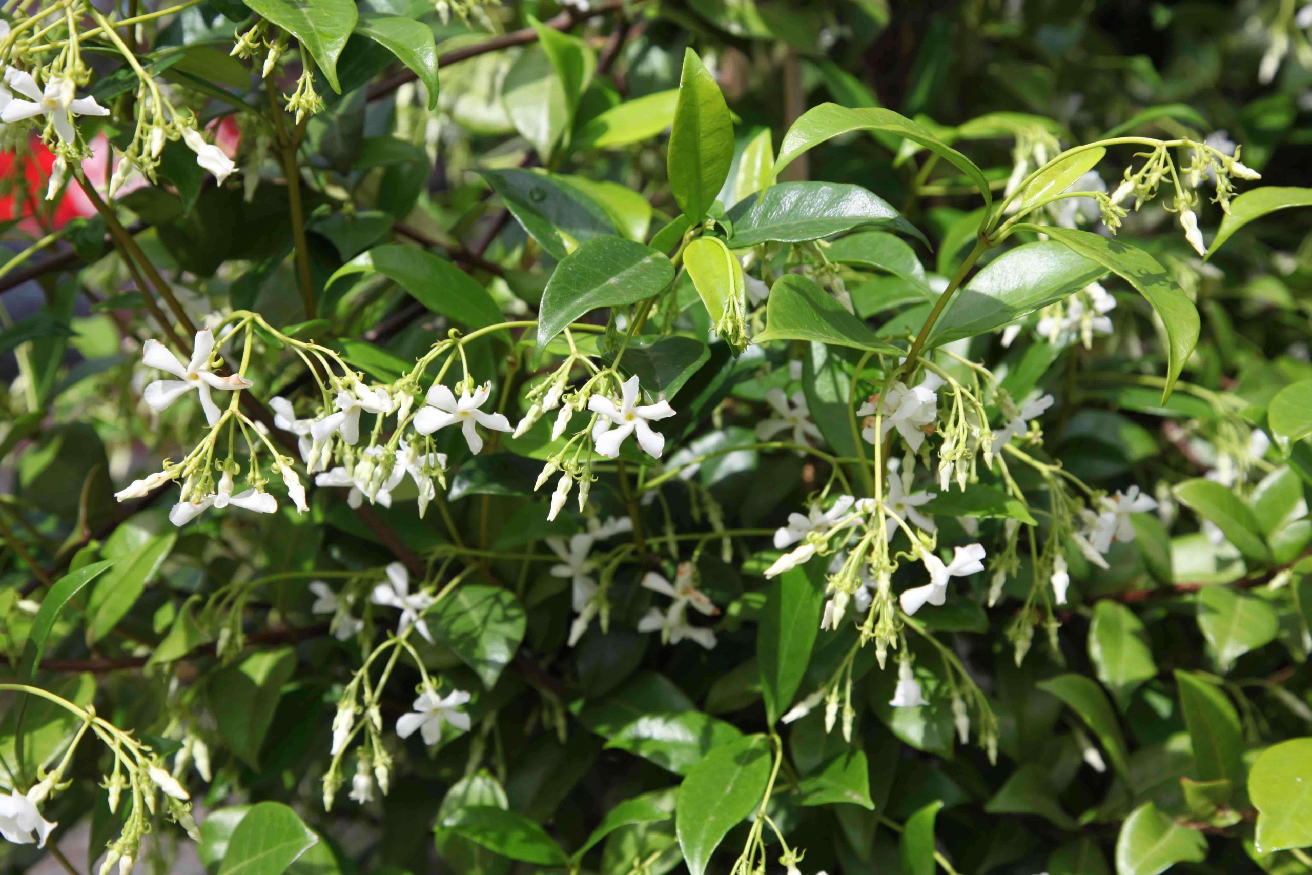 star jasmine