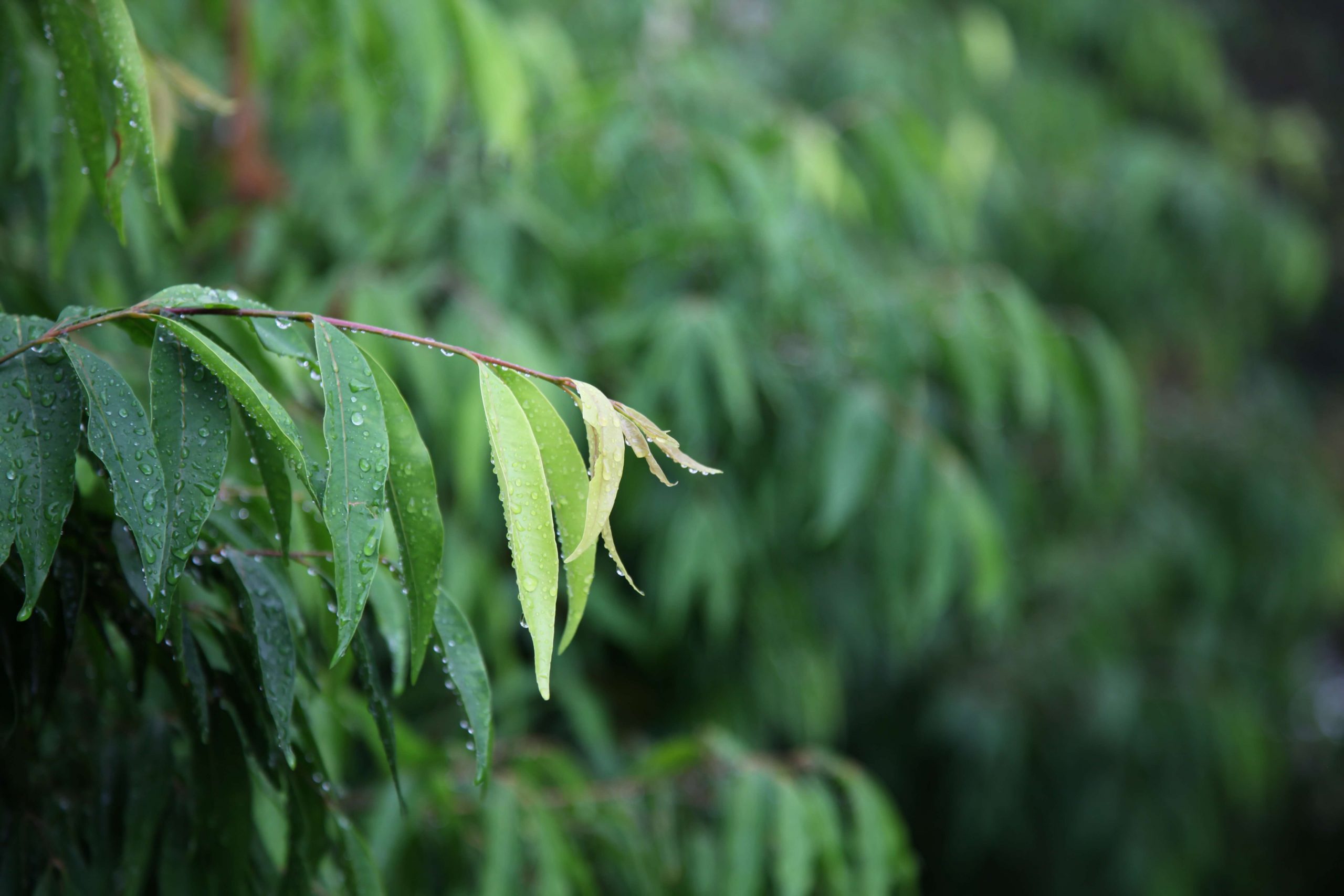 Waterhousia floribunda
