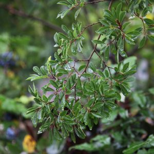 Ulmus parvifolia Burnley Select