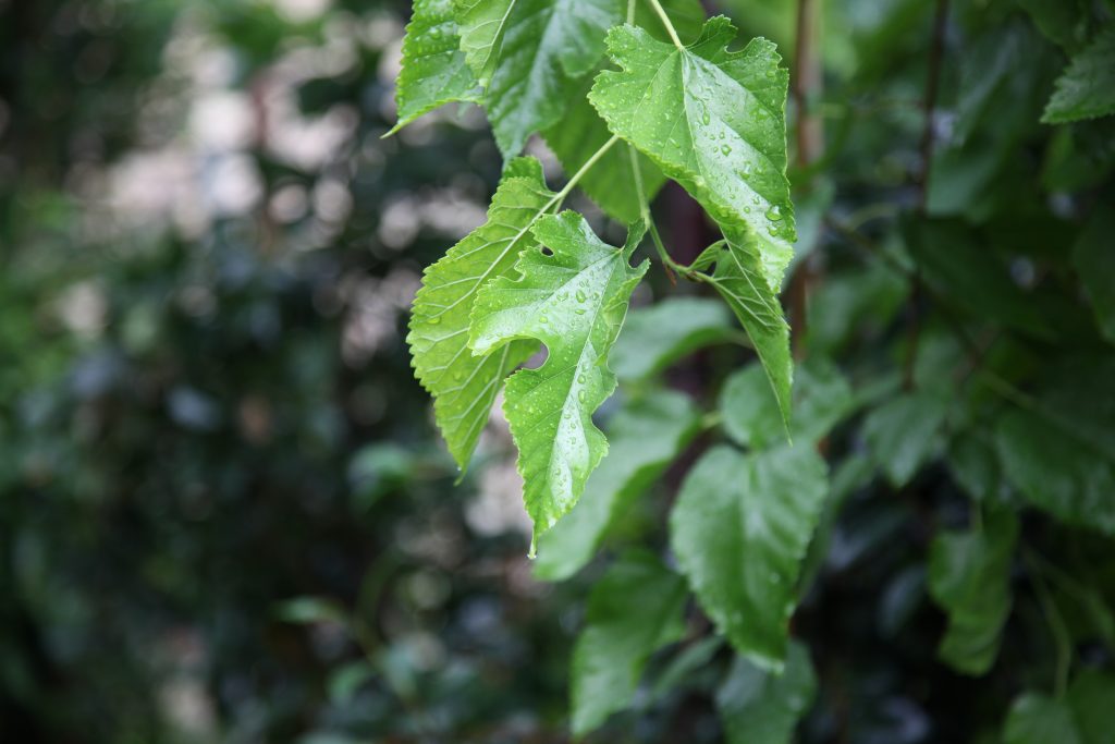 Weeping Mulberry trees for small backyards