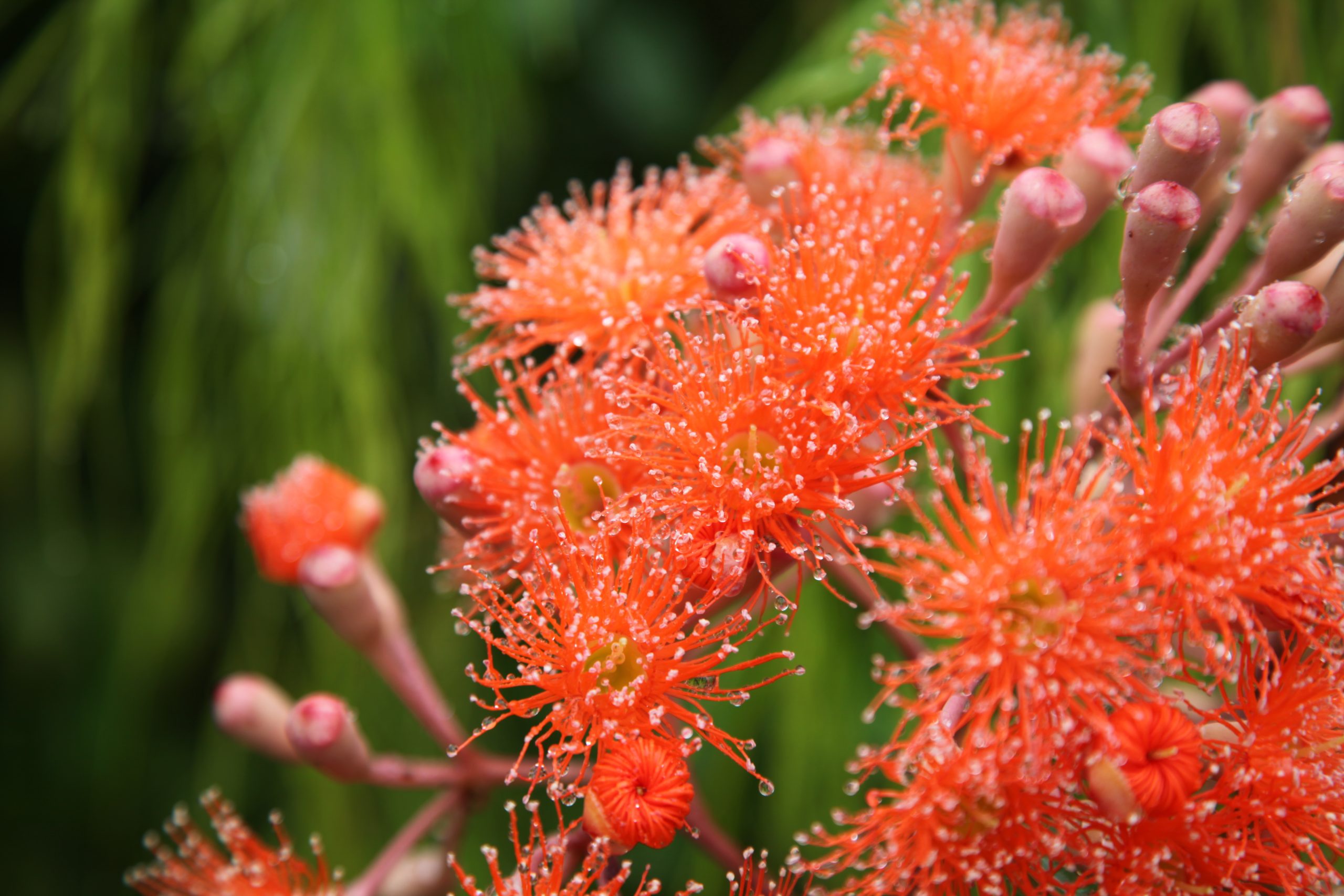 Corymbia baby orange